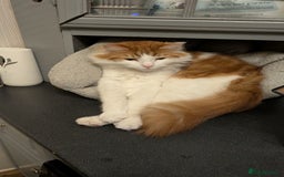 British Longhair cats for sale: Bean is looking for a new home  - Image 6