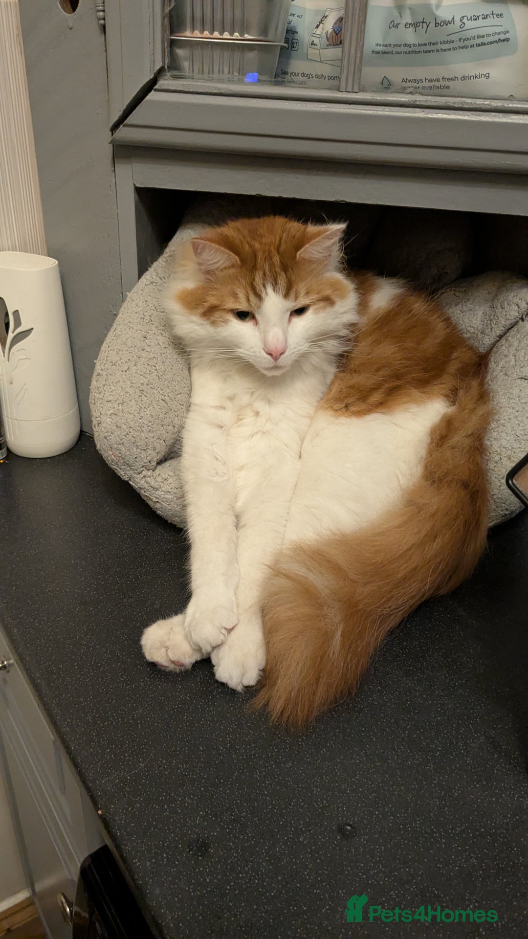 British Longhair cats for sale: Bean is looking for a new home  - Image 6