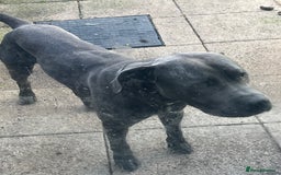 Cane Corso dogs for sale: Rehome  - Image 2