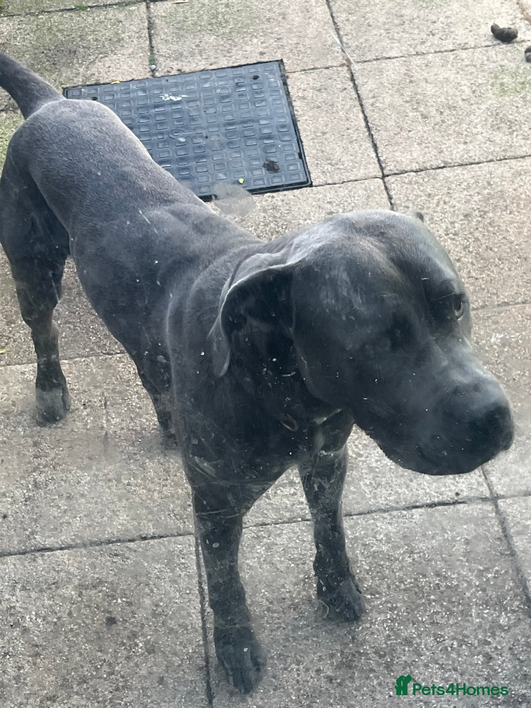 Cane Corso dogs for sale: Rehome  - Image 2