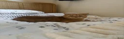Domestic Shorthair cats for sale: Temporary foster home needed for my two cats in Birmingham - Advert 6