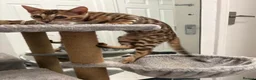 Bengal cats for sale: Bengal kittens  - Advert 16