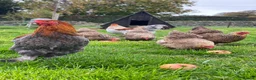 Chickens poultry for sale: Free range point of lay hens available 🧡 - Advert 10