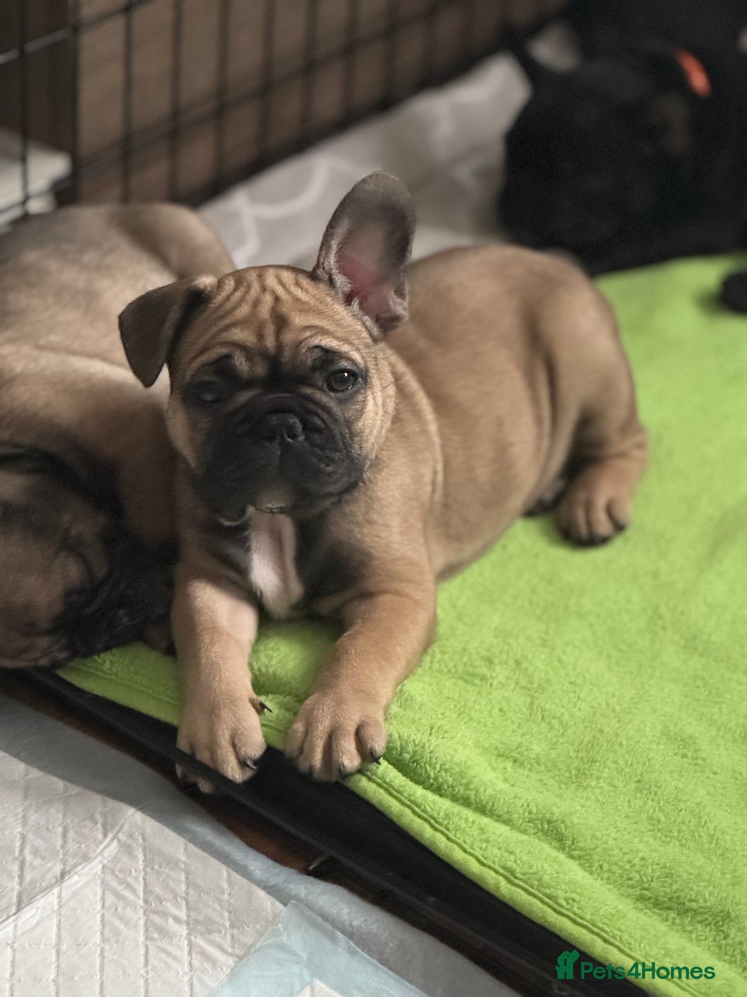 French Bulldog dogs for sale: KcFrenchiePup-HealthTestedParents-Lastone-Readynow in Derby - Image 13