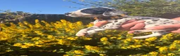 Dalmatian dogs for sale: Exceptional KC Dalmatian Puppies  - Advert 6