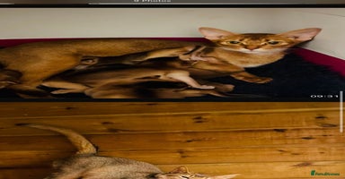 Abyssinian cats - Advert 9