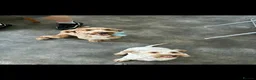 Cockapoo dogs for sale: Beautiful F2 cockapoo puppies for sale - Advert 11
