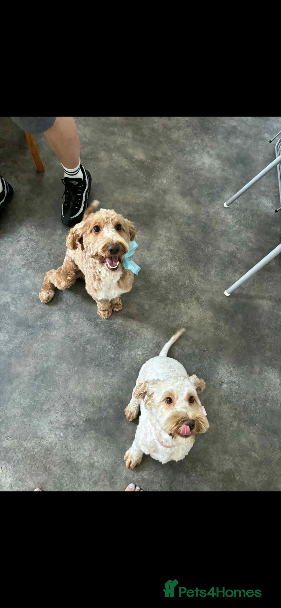 Cockapoo dogs for sale: Beautiful F2 cockapoo puppies for sale - Advert 11