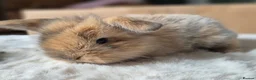 Mixed Breed rabbits for sale: Gorgeous bunnies for sale - Advert 36