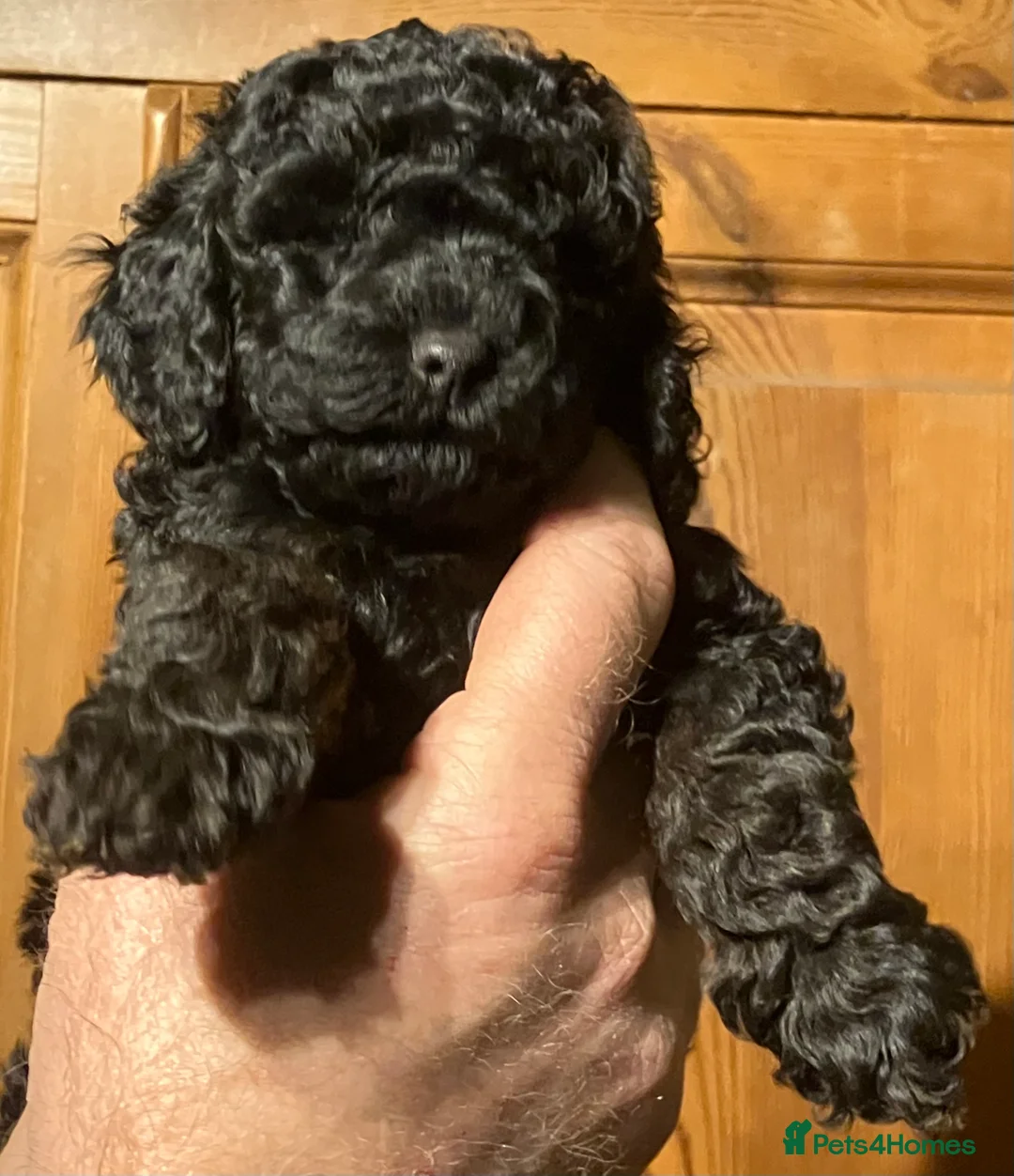 Cockapoo dogs for sale: COCKAPOO PUPPIES RED & BLACK in CAMBRIDGESHIRE  - Advert 2