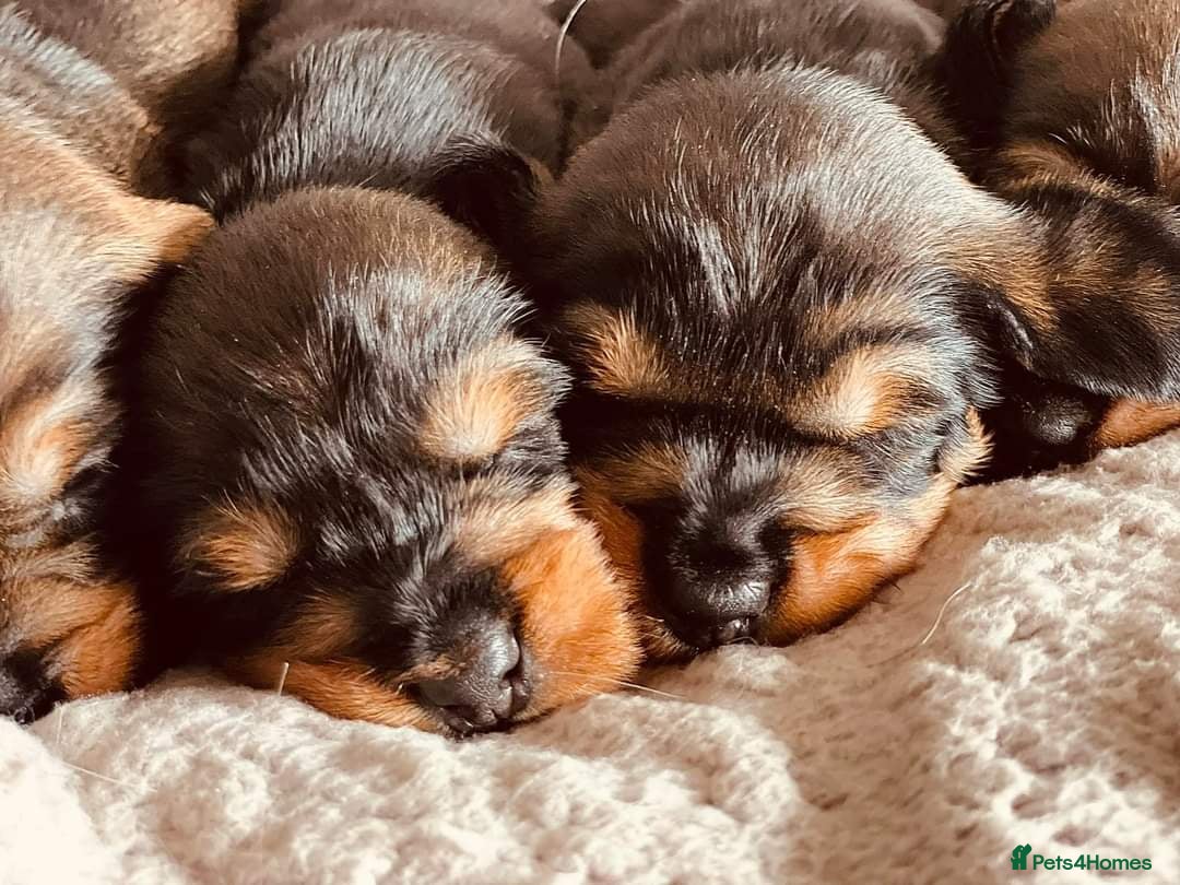 Dachshund dogs for stud: KC Registered Wirehaired Dachshund for Stud in Stoke-on-Trent - Image 16