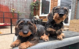 Dachshund dogs for sale: Standard wire dachshund puppies - Image 1