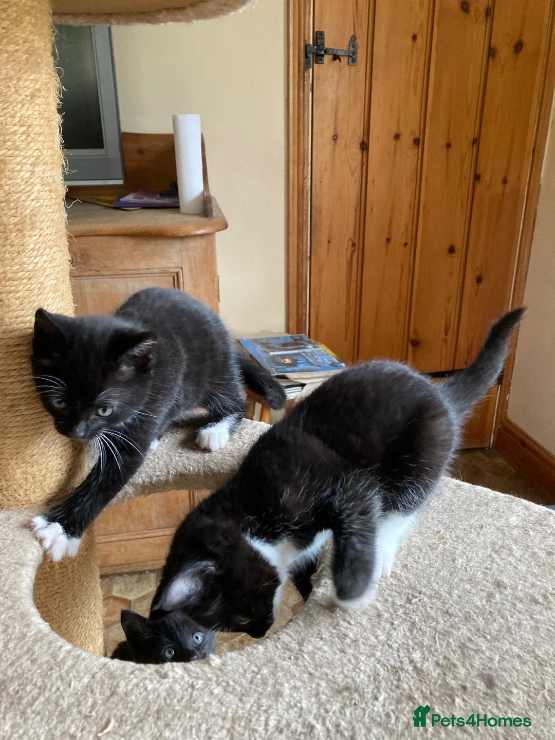 Mixed Breed cats for sale: Kittens  - Image 3