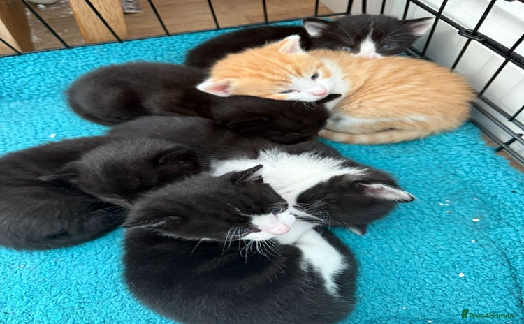 Mixed Breed cats - Advert 1
