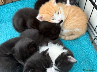 Mixed Breed cats - Advert 18