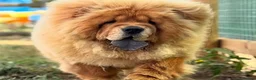 Chow Chow dogs for sale: 💙🧸💙 SOLID BLUE KC REGISTERED CHOW PUPPY 💙🧸💙 - Advert 15