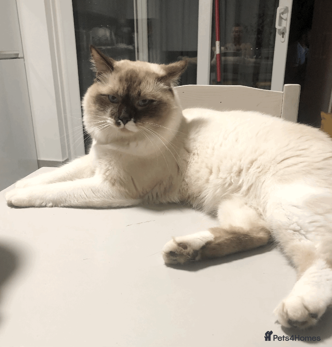 Ragdoll cats for sale: Looking for perfect furry companion? - Advert 4