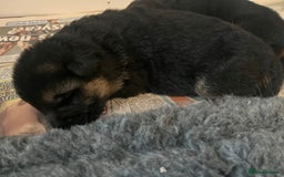 German Shepherd dogs for sale: Litter of puppies with a World Class Pedigree  - Advert 10