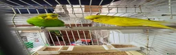 Budgerigars birds for sale: Budgies and guliden finch  - Advert 13