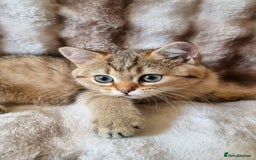 British Shorthair cats for sale: GOLDEN & SILVER BRITISH SHORTHAIR KITTENS TICA - Image 10