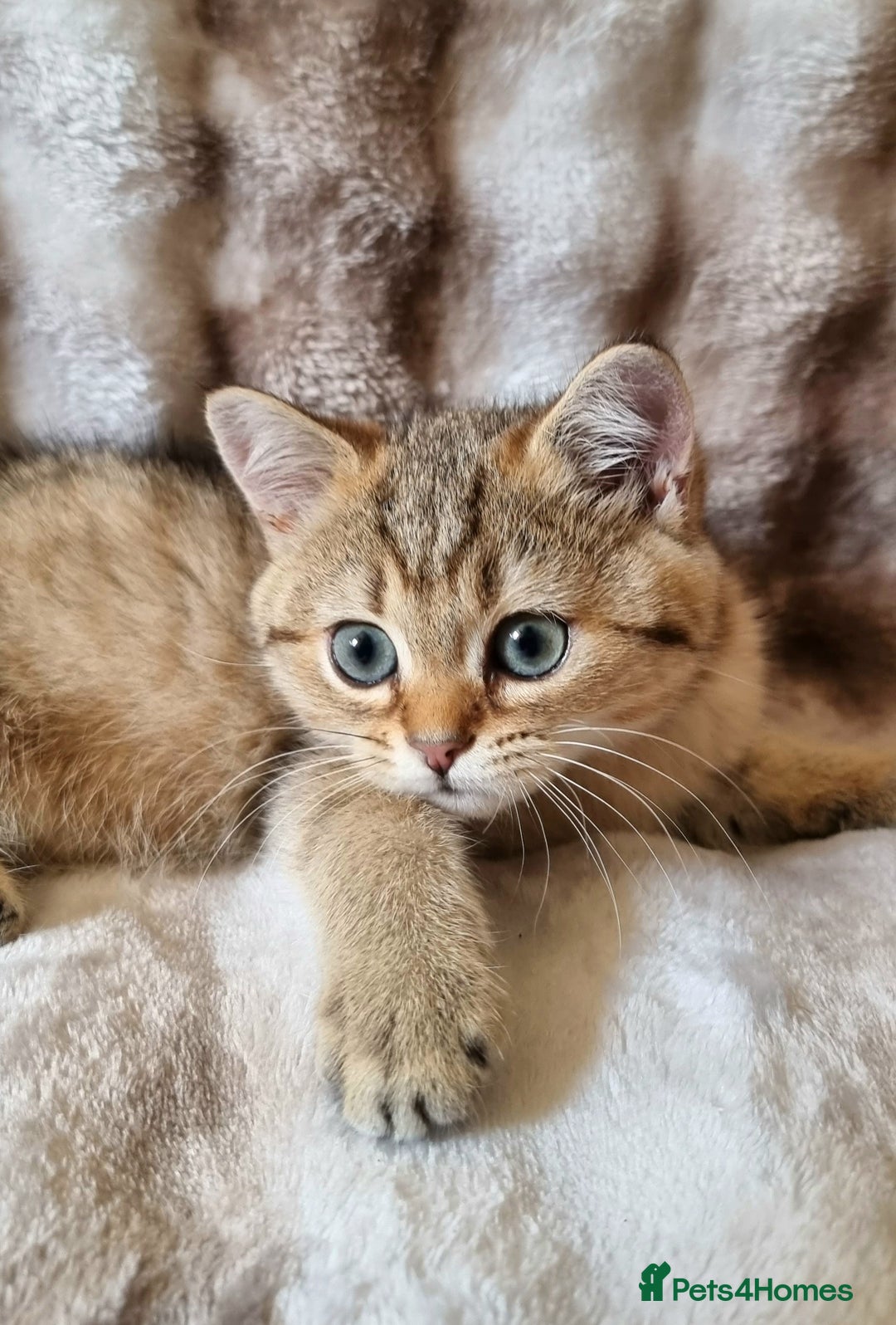 British Shorthair cats for sale: GOLDEN & SILVER BRITISH SHORTHAIR KITTENS TICA - Image 10