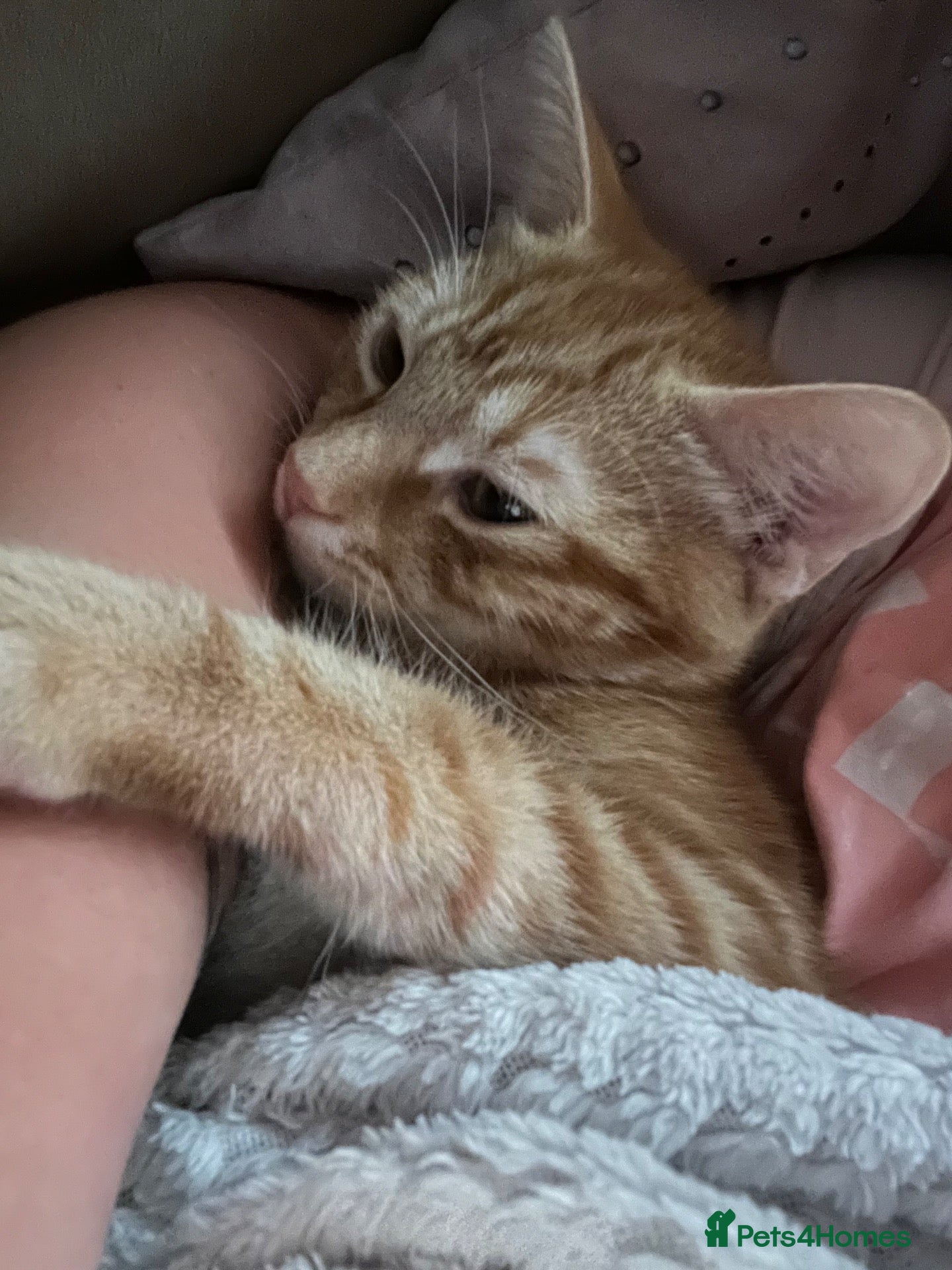 Mixed Breed cats Ginger cat  - Advert 3