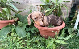 Miniature Dachshund dogs for sale:  Chocolate apple Miniature Dutch hound - Image 8