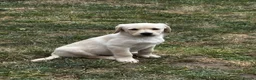 Labrador Retriever dogs for sale: 9 beautiful Labrador puppies  - Advert 9