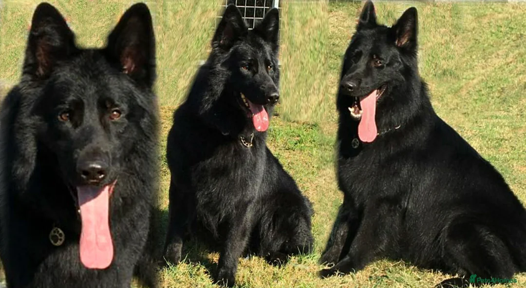 German Shepherd dogs for stud: Frankie Available Stud Fully Health Tested Clear in Wisbech - Advert 6