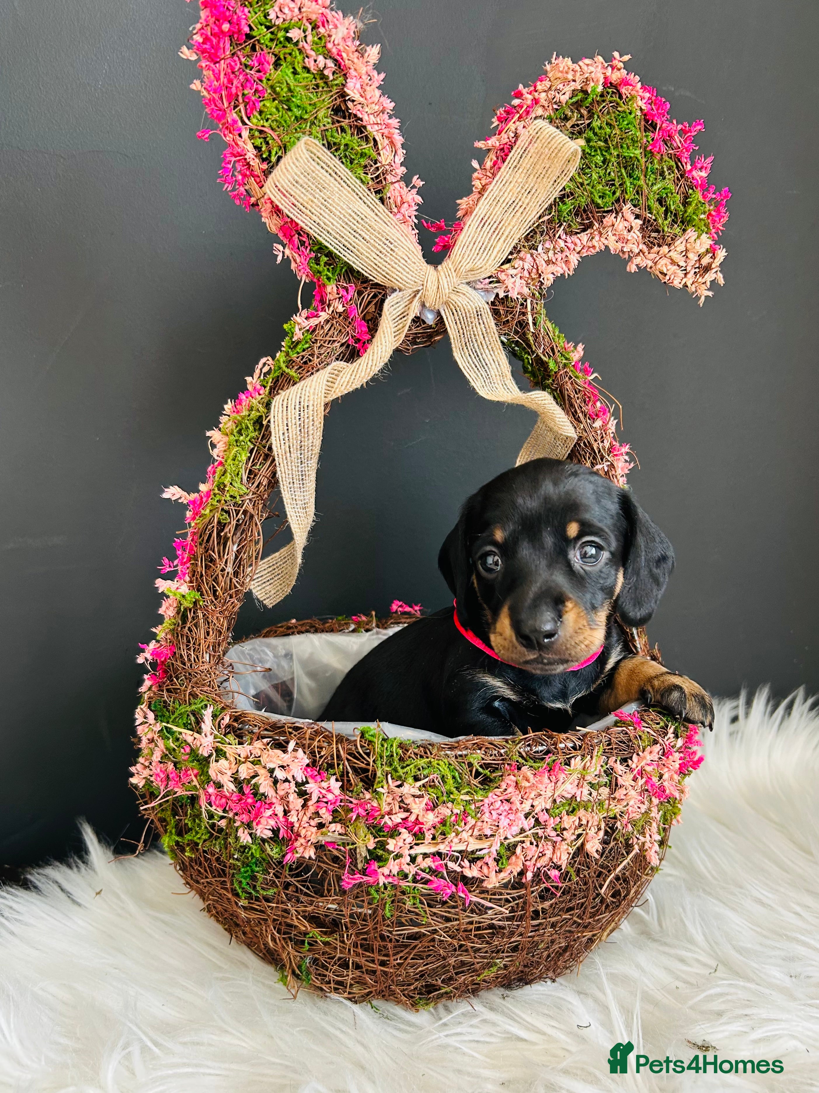 Miniature Dachshund dogs True Miniatures 5 star Breeder ⭐️⭐️⭐️⭐️⭐️ - Advert 14