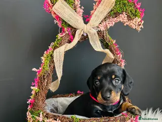 Miniature Dachshund dogs True Miniatures 5 star Breeder ⭐️⭐️⭐️⭐️⭐️ - Advert 14