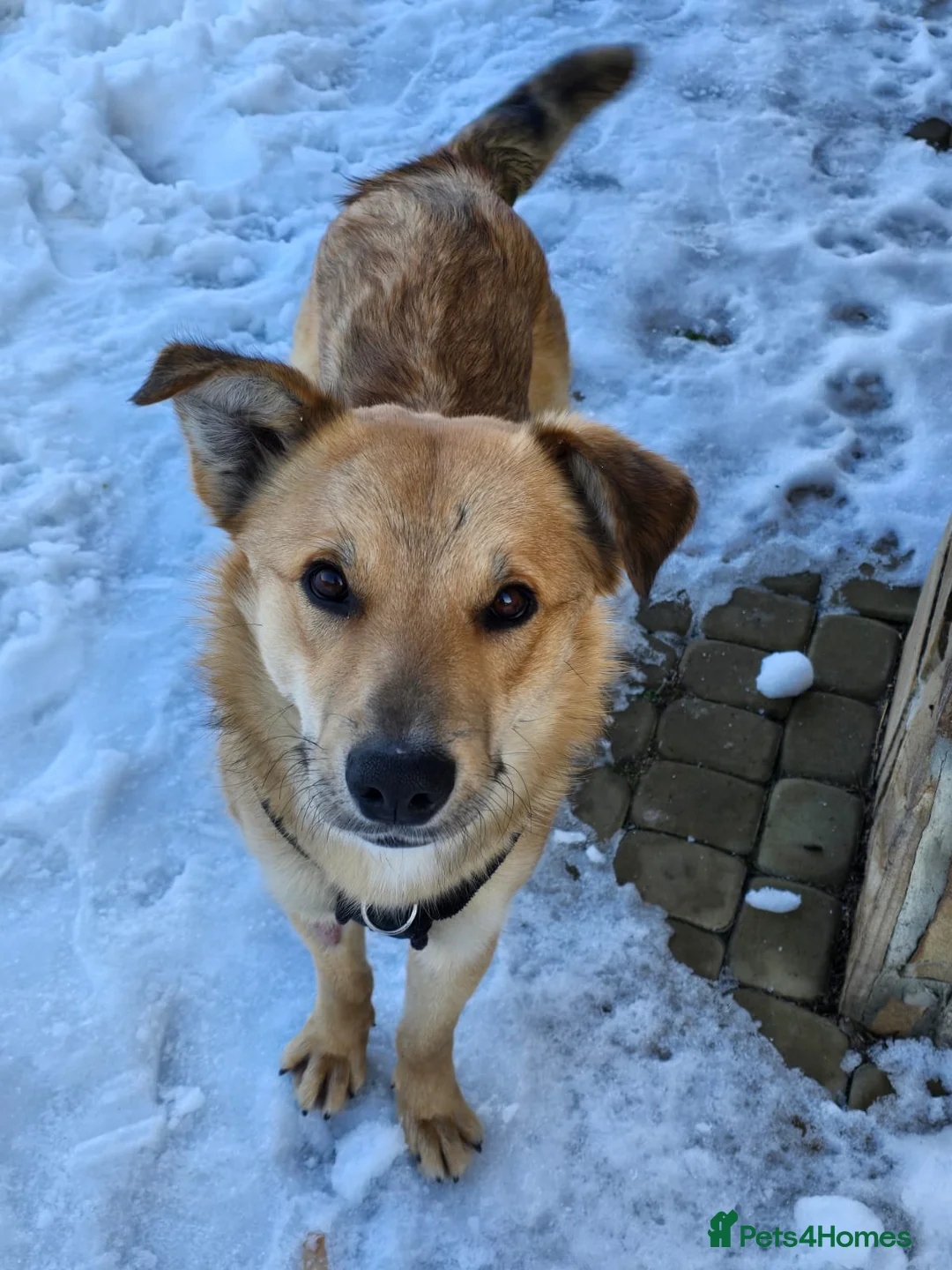 Mixed Breed dogs for adoption: 💙Yanik💙 1,5 yo low medium boy with an open heart - Advert 7