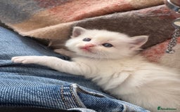 Ragdoll cats for sale: GCCF Seal point and bi colour Ragdoll Kittens - Image 12