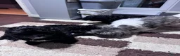 Shihpoo dogs for sale: Shihpoo puppies  - Advert 2