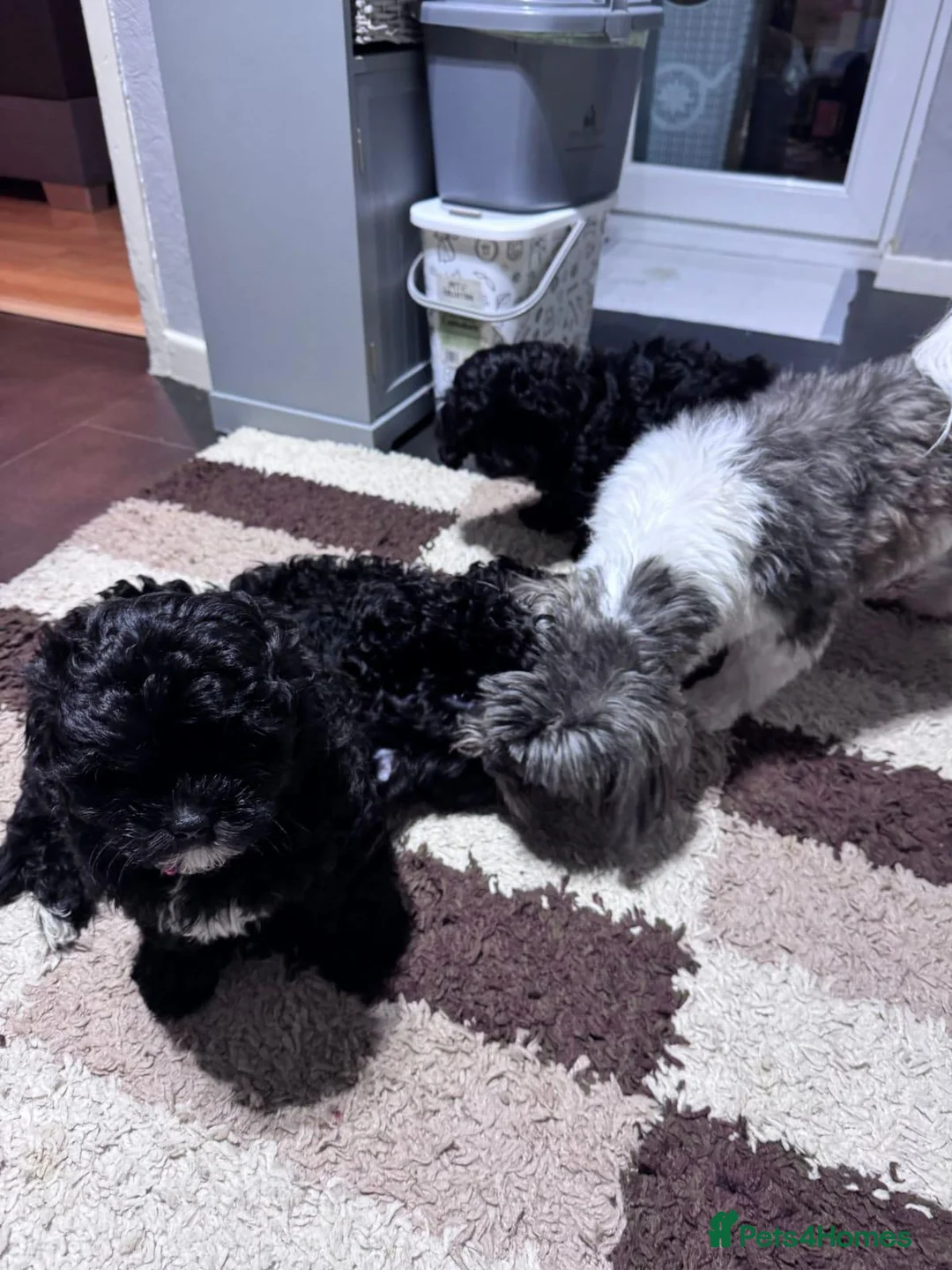 Shihpoo dogs for sale: Shihpoo puppies  - Advert 2
