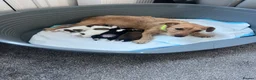Patterdale Terrier dogs for sale: Patterdale Terrier  in Aldershot - Advert 2