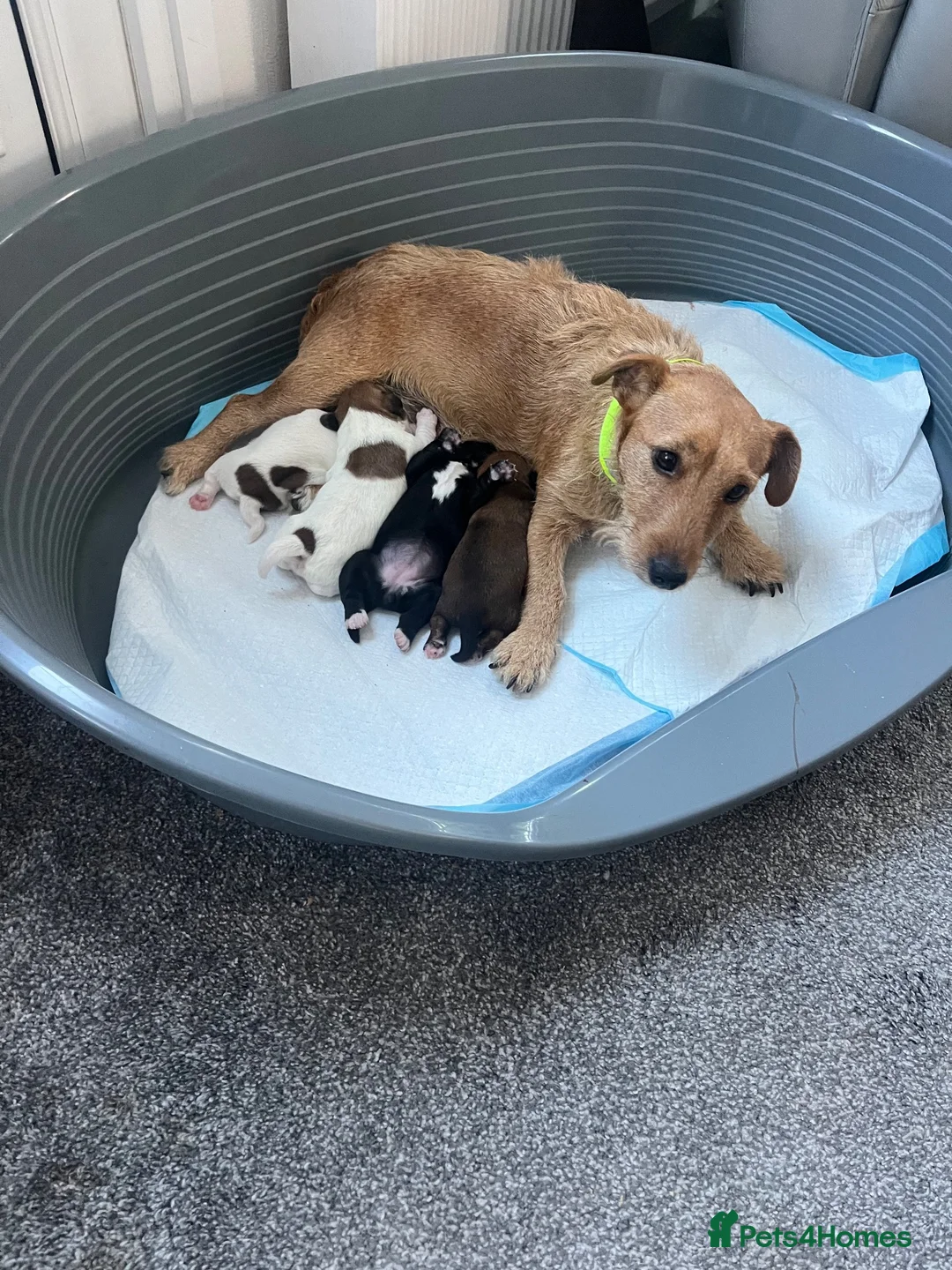 Patterdale Terrier dogs for sale: Patterdale Terrier  in Aldershot - Advert 2