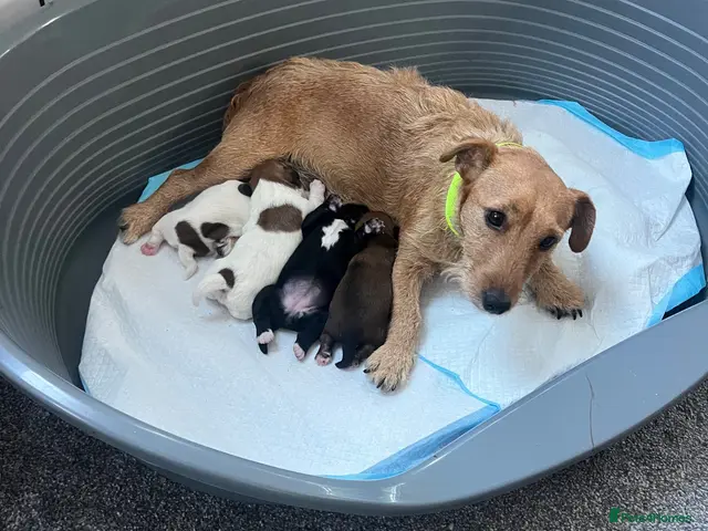 Patterdale Terrier dogs for sale: Patterdale Terrier - Advert 2