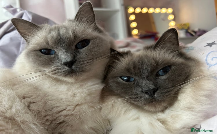Ragdoll cats - Advert 2