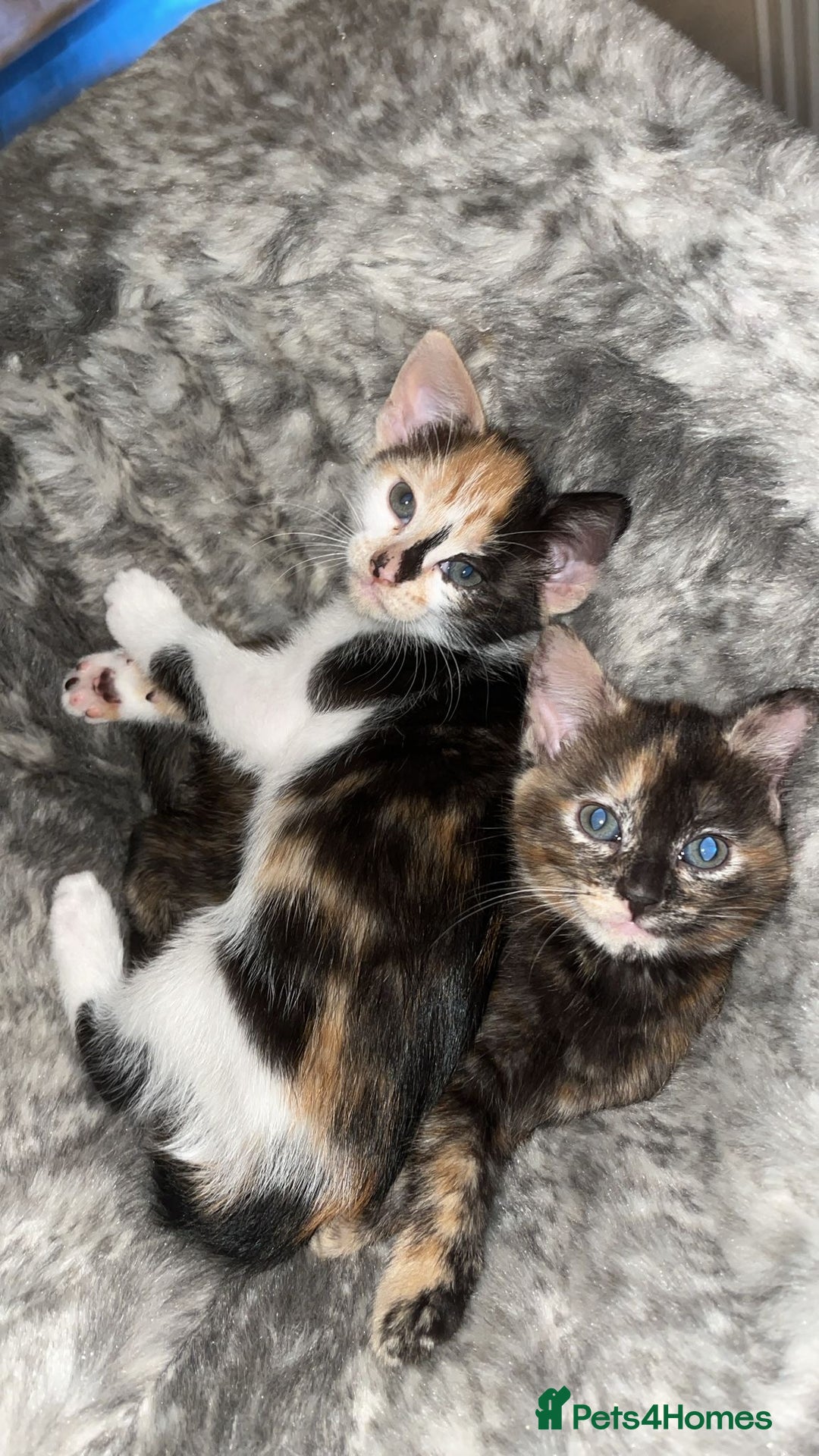 Mixed Breed cats for sale: 4 beautiful kittens looking for new homes  - Advert 10