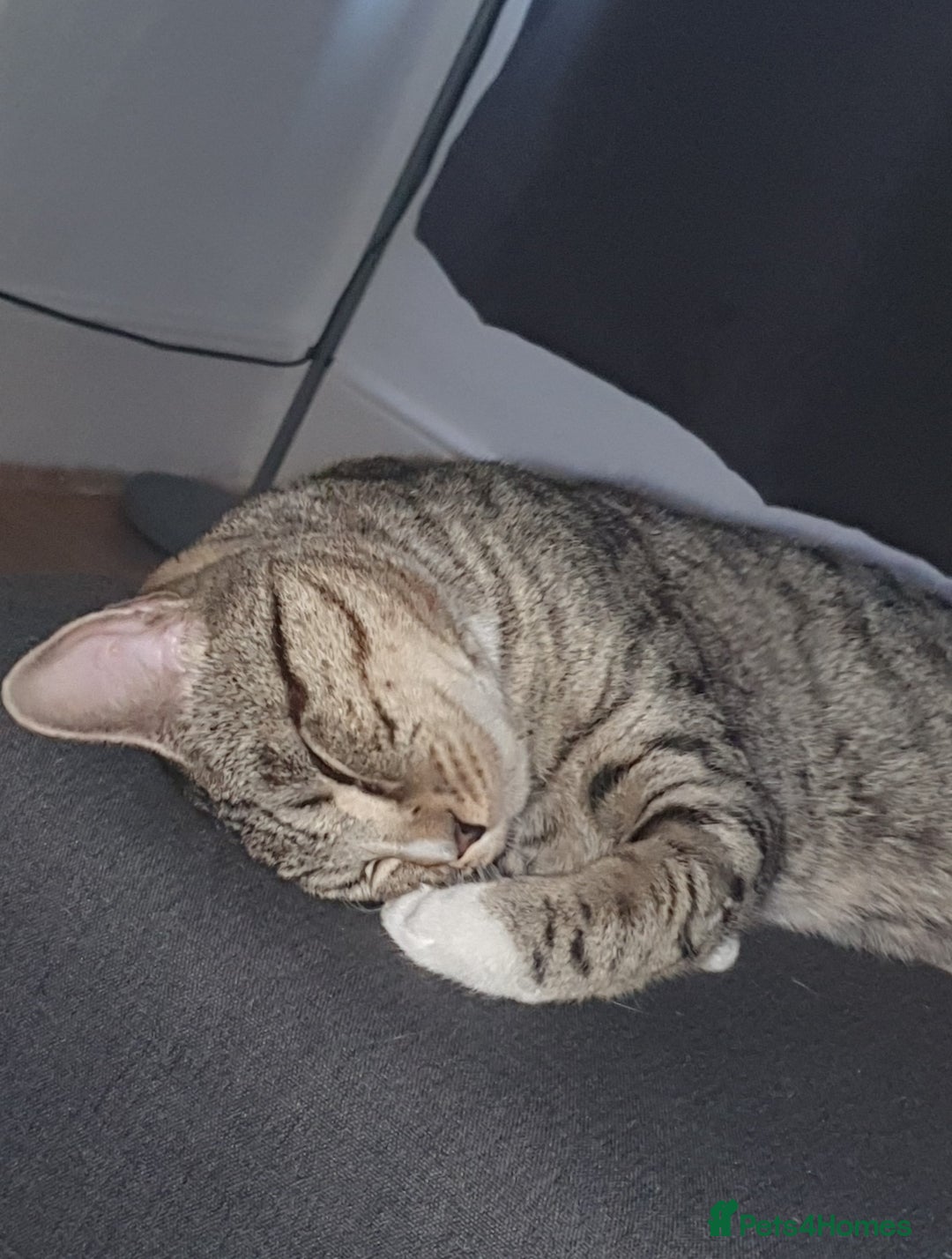 Mixed Breed cats for sale: Beautiful Neutered Tabby Cat – Ready for New Home - Advert 4