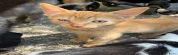 Mixed Breed cats for sale: Kittens for sale - Advert 3