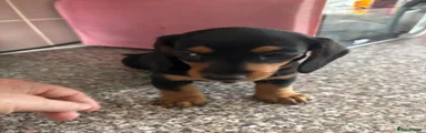 Dachshund 1