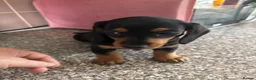 Dachshund dogs for sale: Puppies - Advert 5