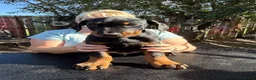 Dobermann dogs for sale: Stunning KC reg Doberman puppies  - Advert 20