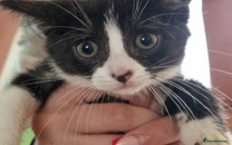 Mixed Breed cats for sale: ready to go - Image 14