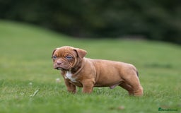 American Bully dogs for sale: RemmyXHienz litter 6 beautiful puppies  - Image 10