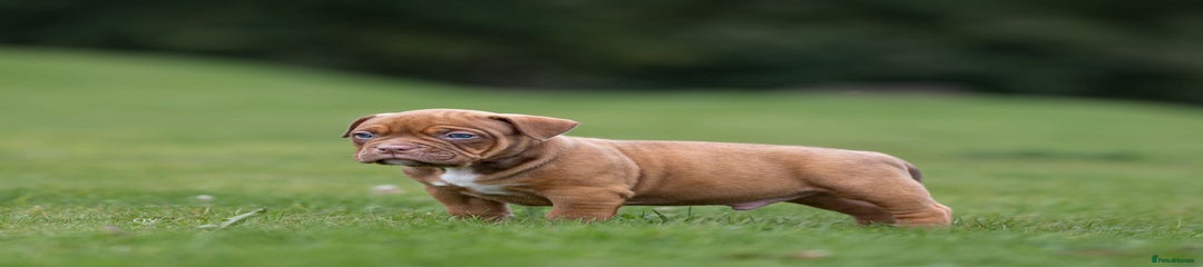 American Bully Puppy 4