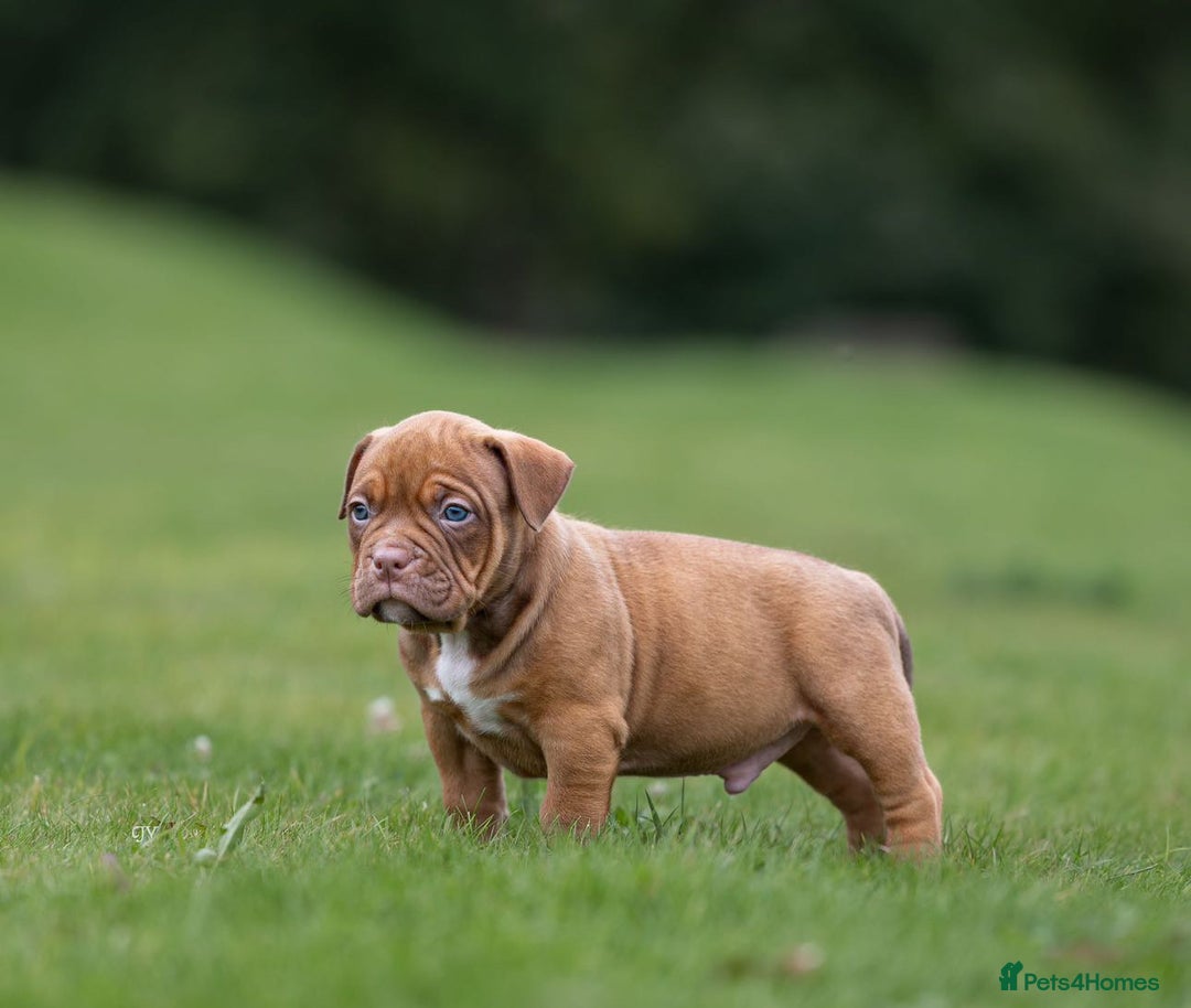 American Bully dogs for sale: RemmyXHienz litter 6 beautiful puppies  - Image 10