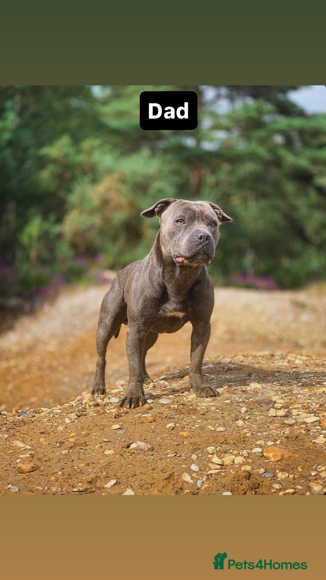 Staffordshire Bull Terrier dogs for sale: 6 Stunning Blue Staffordshire Bull Terrier pups 💙 - Advert 26